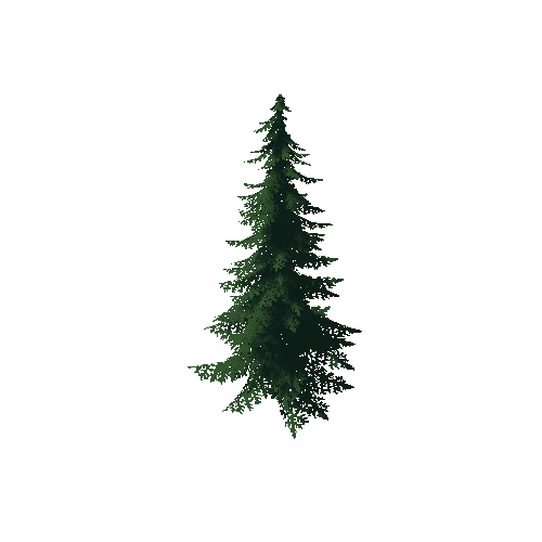 Fir Tree 2